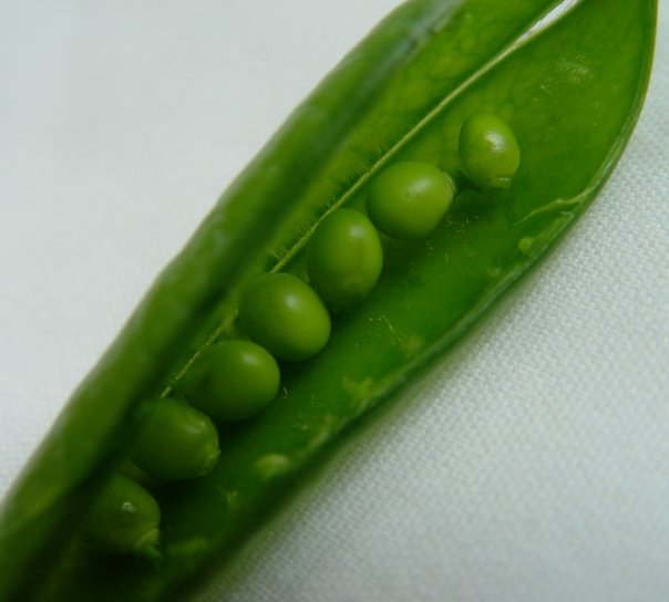 1245096852-pea1.jpg