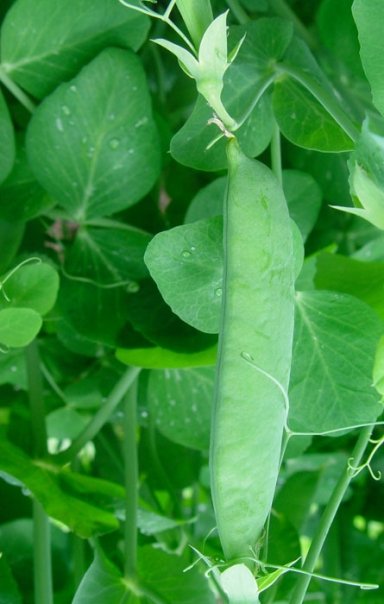 1245096864-pea2.jpg