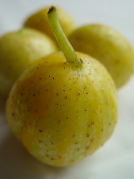 1254839145-cuke.jpg