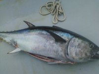 bluefin.jpg