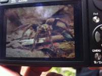 spider.jpg