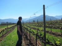 vines.jpg
