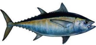 blackfin_tuna.jpg