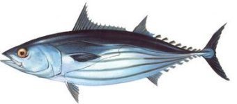 katsuwonus pelamis - Skipjack tuna.jpg