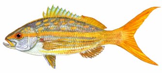 yellowtailsnapper_mid.jpg