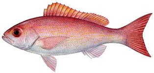 Rhomboplites aurorubens-25.jpg