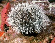 Tripneustes ventricosus.jpg