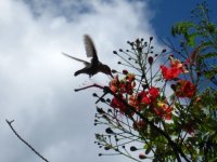 Hummingbird best.JPG
