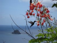 Hummingbird better.JPG