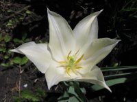 white-tulip-2-2000x1500.jpg