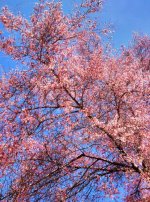 1932204_1476559422557140_707753486_n.jpg 1932204_1476559422557140_707753486_n.jpg