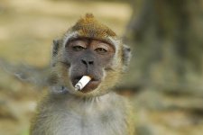 monkey.jpg