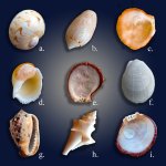 Shell-Quiz.jpg