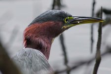heron-DSC_4191.jpg
