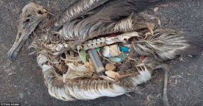 4C0EE03700000578-5714369-A_filmmaker_has_captured_heartbreaking_images_of_albatrosses_kil-a-15_1.jpg