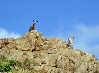 Goats near the path 1.jpg