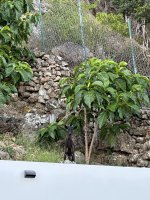 IMG_4055.jpeg IMG_4055.jpeg