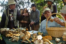 22mushrooms-cityroom-span-blog480.jpg