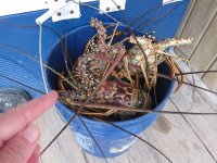 lobster.jpg