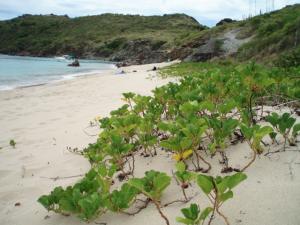 St Barts Beaches Colombier
