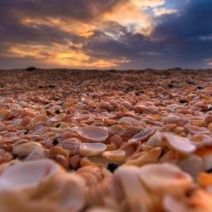 shell-beach