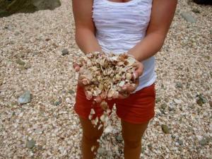 shell-beach