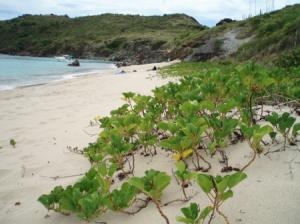 st-barts-govern-beach