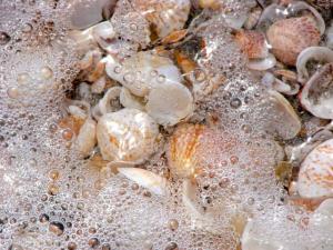 tiny-bubbles-at-shell-beach