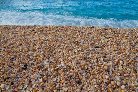 Shell Beach